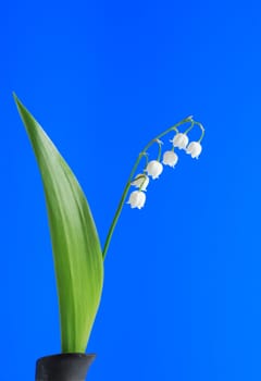 Lily-of-the-valley with long green leaf on blue background