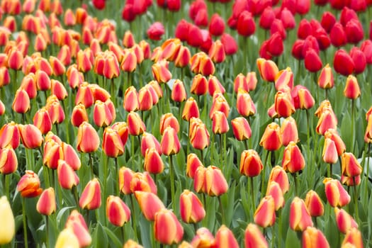 Field of vibrant red and yellow tulips.