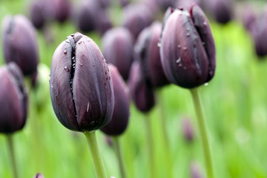 Purple tulip close up, also known as a black tulip.