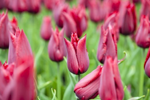 Red lily flowered tulips in a field with shallow depth of field.







Red Lily Flowered Tulip
