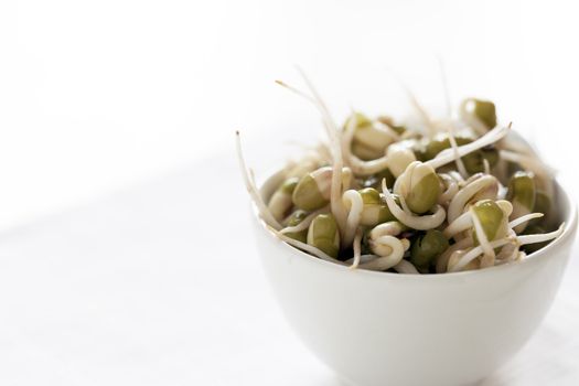Mung bean sprouts in small white cup.