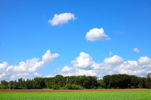 summer landscape in the sunny day