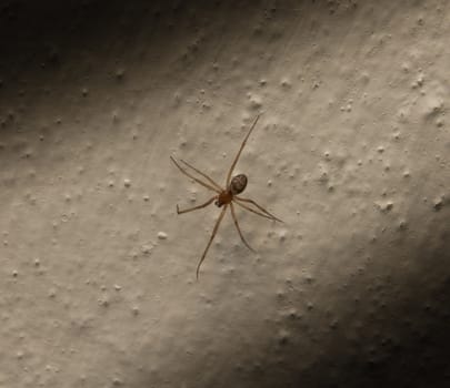 Spider on a concrete wall
