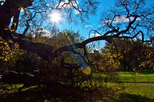 Branchy old tree at fall botanic garden Oslo Norvay