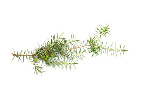Christmas green framework isolated on white background 