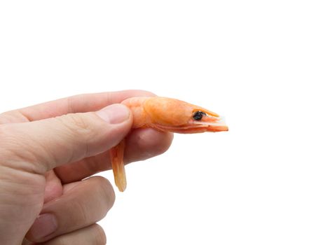 shrimp in hand on white background