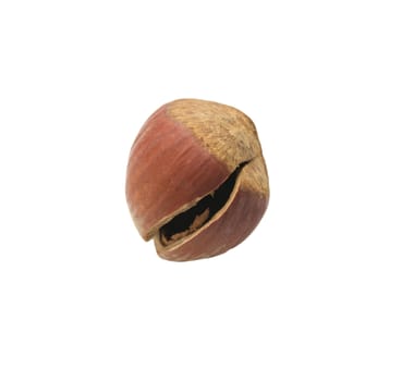 hazelnuts on a white background