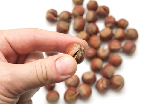 hazelnuts in hand on white background