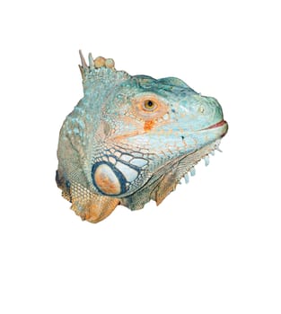 head of  iguana