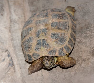 Turtle on rock surface