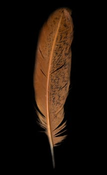 Mallard duck feather on black background - good for use as design element 