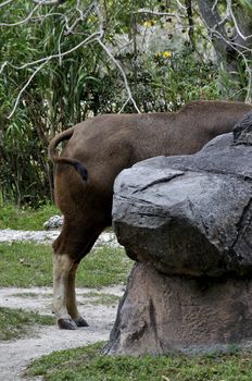 Banteng behind a rock at the Miami Zoo