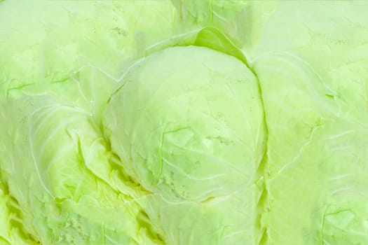 background of green cabbage