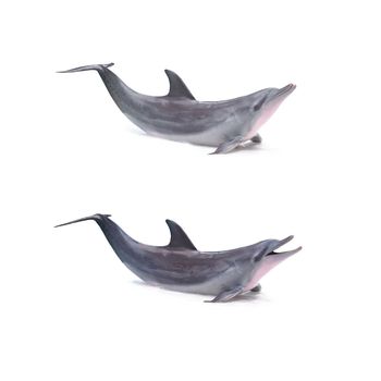 Dolphin isolated on white background