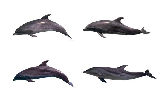 Dolphin isolated on white background