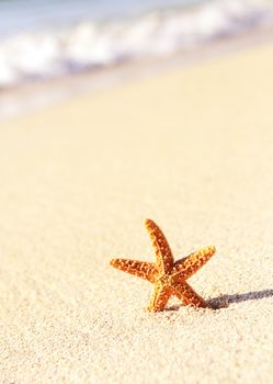 Summer vacations - starfish on sunset sea sand beach