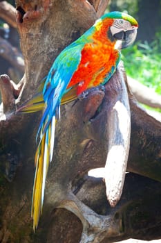 colorful macaw sitting in a tree