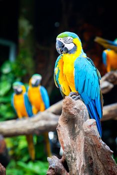 colorful macaw sleeping in a tree