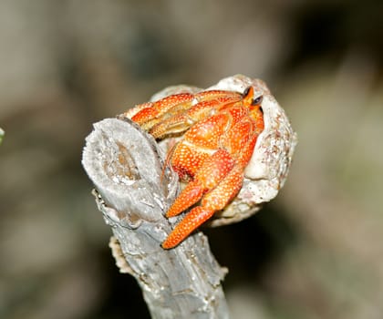 Hermit crab in his shell on wooden stack close up isolated