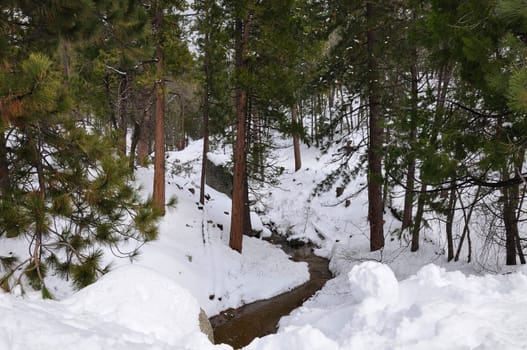 View of a small stream making its way through the forest on Mount San Jacinto in Southern California.