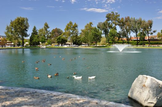 Many ducks call this small pond home in the town of Temecula, California.