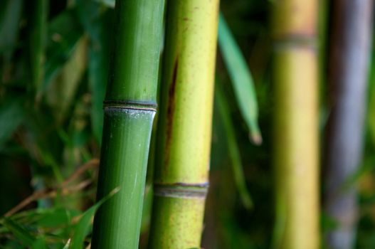 Zen bamboo forest green background