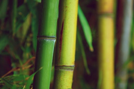 Zen bamboo forest green background