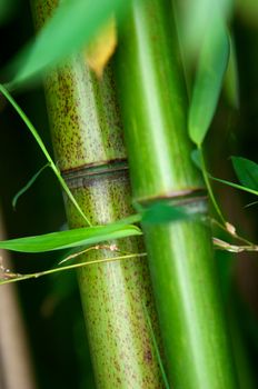 Zen bamboo forest green background