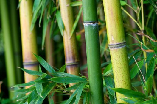 Zen bamboo forest green background