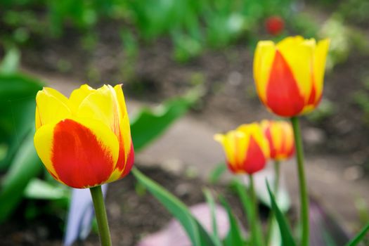 Beautiful tulips in the garden