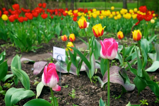 Beautiful tulips in the garden