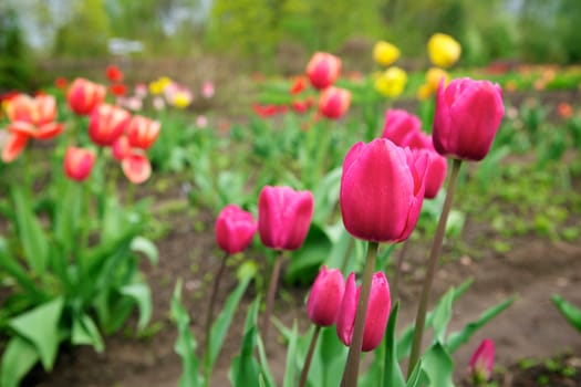 Beautiful tulips in the garden