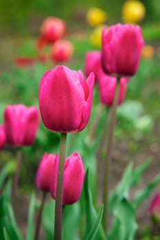 Beautiful tulips in the garden