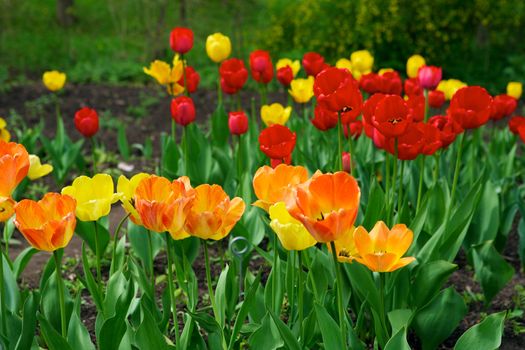 Tulips - beautiful spring flowers