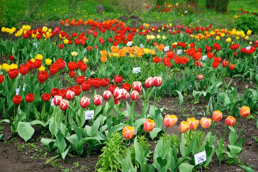 Beautiful tulips in the garden