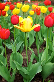 Beautiful tulips in the garden