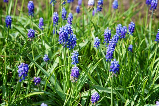 Meadow with blue flowers green leaves in the background