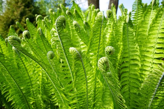 Beautiful green background of fern leaves