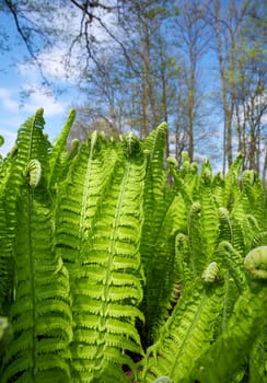 Beautiful green background of fern leaves