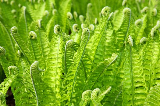 Beautiful green background of fern leaves