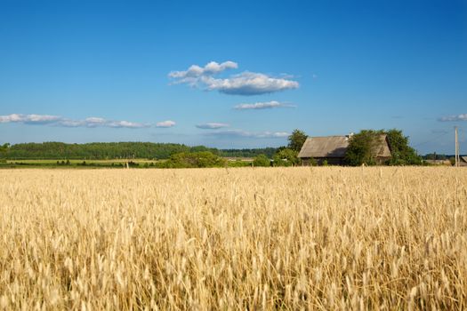 Golden wheat field under a blue sky