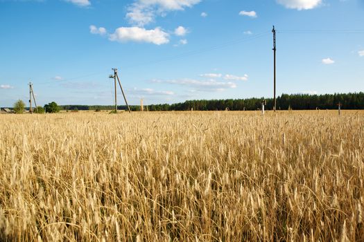 Golden wheat field under a blue sky