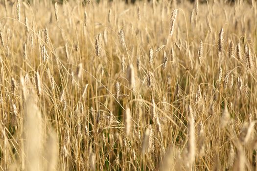 Golden wheat field in the autumn season
