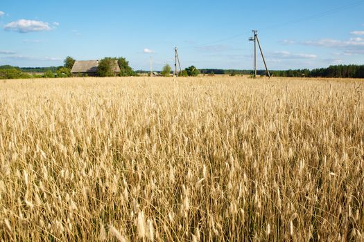 Golden wheat field under a blue sky