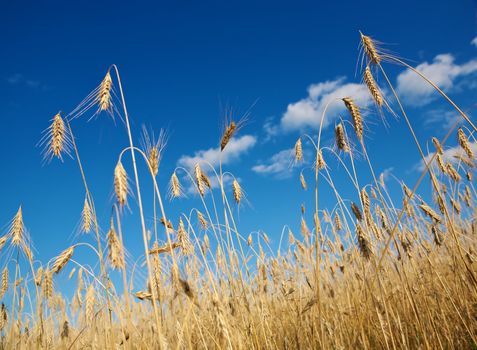 Golden wheat field under a blue sky