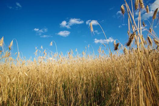 Golden wheat field under a blue sky