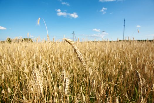 Golden wheat field under a blue sky