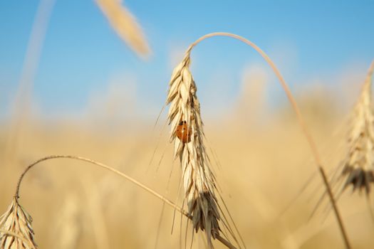 Golden wheat field under a blue sky