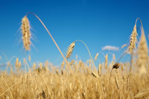 Golden wheat field under a blue sky