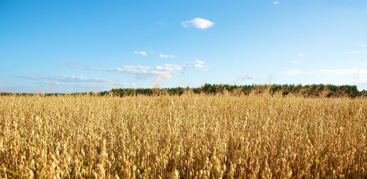 Golden oats field in the autumn season